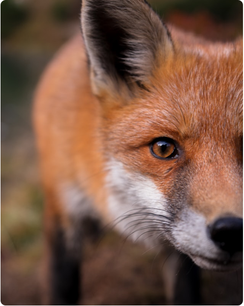 Fox