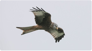 BirdofPrey