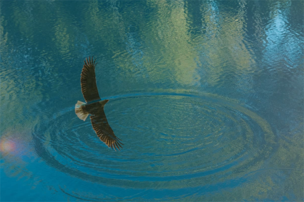 Eagel Poem