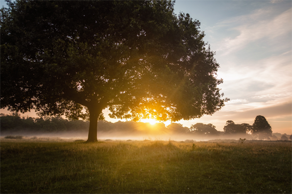 The Breeze at Dawn