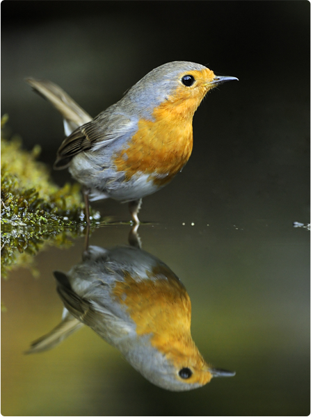 RobinReflection
