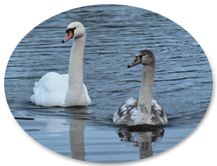 Swans