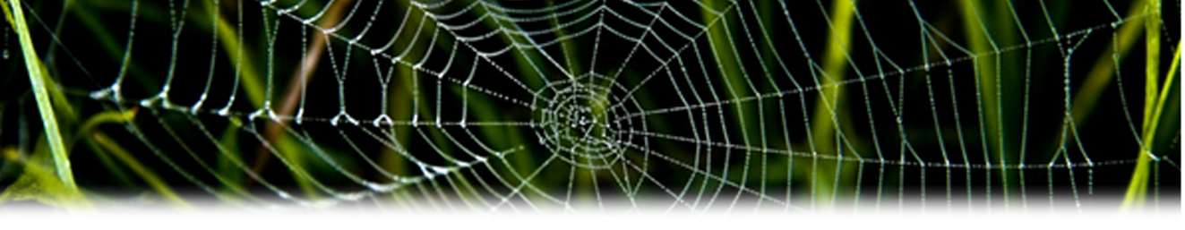 Irish Focusing Network