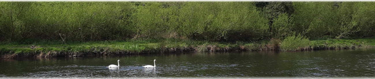 PoetryBannerSwans
